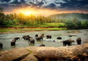 Elephants in Sri Lanka